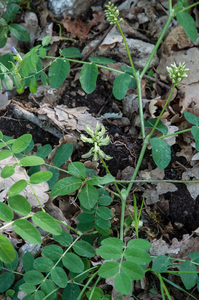 0001-hokjespeul-astragalus-glycyphyllos-deciduous-woods-uncultiva