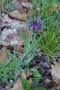 0002-Bergcentaurie---Centaurea-montana