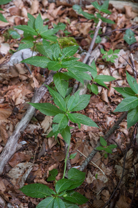 0005-Bosbingelkruid---Mercurialis-perennis-cool-woods