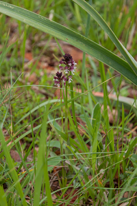 0007-aangebrande-orchis-Neotinea-ustulata-meadows-from-800-to-150