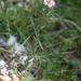 0010-Burnt-Candytuft-Aethionema-saxatile-stony-slopes