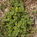 0042-Ranunculus-millefoliatus