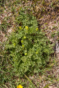 0042-Ranunculus-millefoliatus