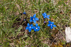 0046-Gentiana-verna-cool-montane-pastures-stony-slopes