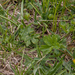0054-ranunculus-spec
