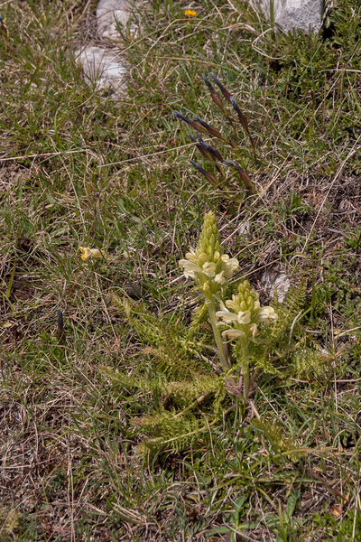 0086-Pedicularis-comosa
