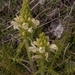 0087-Pedicularis-comosa