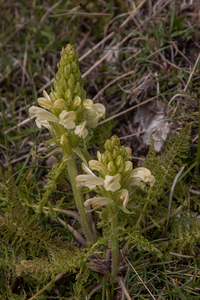 0087-Pedicularis-comosa