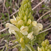 0088-Pedicularis-comosa
