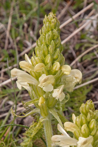 0088-Pedicularis-comosa