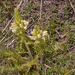 0089-Pedicularis-comosa