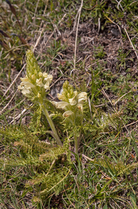 0089-Pedicularis-comosa