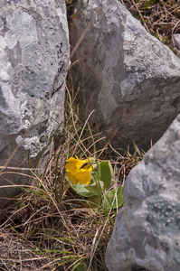 0092-Aurikel-Primula-auricula-cool-cliffs