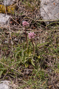 0096-Valeriana-tuberosa-arid-pastures