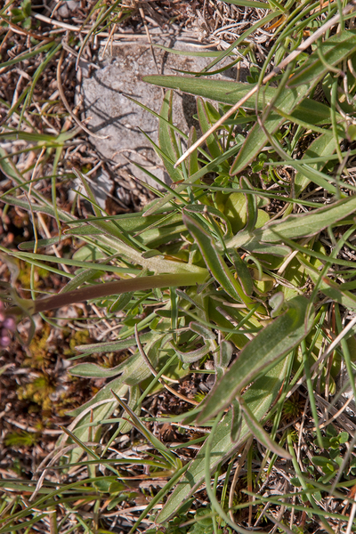 0097-Valeriana-tuberosa-arid-pastures