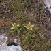 0098-Pedicularis-comosa