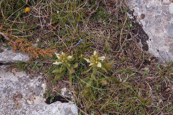 0098-Pedicularis-comosa