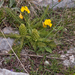 0099-Pedicularis-comosa