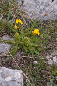 0099-Pedicularis-comosa