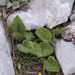0100-plant-onbekend