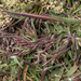 0106-gras-onbekend