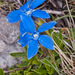 0108-gentiaan-spec