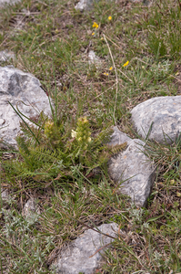 0109-Pedicularis-comosa