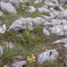 0111-Pedicularis-comosa
