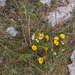 0116-Pedicularis-comosa