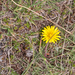 0118-paardenbloem