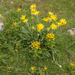 0127-Senecio-scopolii-stony-pastures