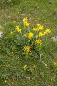 0127-Senecio-scopolii-stony-pastures