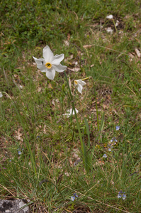 0131-Witte-narcis---Narcissus-poeticus-montane-pastures