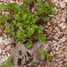 0133-Meelbes---Sorbus-aria-open-woods-stony-slopes-glades