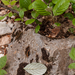 0134-Meelbes---Sorbus-aria-open-woods-stony-slopes-glades