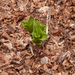 0135-plant-onbekend