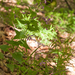 0139-Wilde-judaspenning---Lunaria-rediviva-gorges