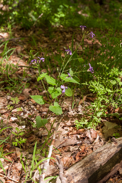 0140-Wilde-judaspenning---Lunaria-rediviva-gorges