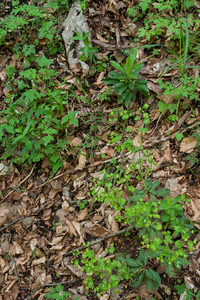 0141-overzicht veg met Zwart-peperboompje-Daphne-laureola-woods-t