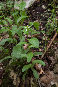 0142-Damastbloem-Hesperis-matronalis-cool-fagus-sylvatica-woods