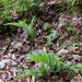 0143-Welriekende salomonszegel Polygonatum odoratum thermophilous