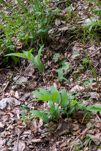 0143-Welriekende salomonszegel Polygonatum odoratum thermophilous