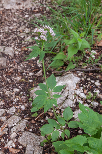 0144-Echte-valeriaan-Valeriana-officinalis-humid-woods