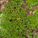 0146-bosanemoon-anemone-nemorosa-cool-woods