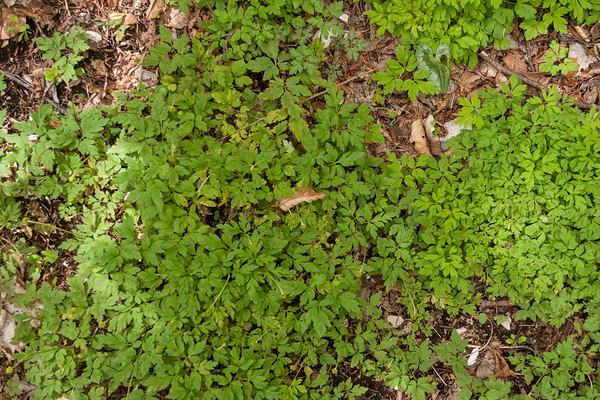 0146-bosanemoon-anemone-nemorosa-cool-woods