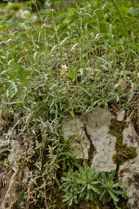 0147-limestone-saxifrage-saxifraga-callosa-met-viltige-hoornbloem