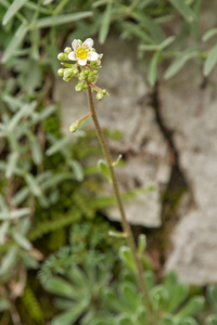0148-limestone-saxifrage-saxifraga