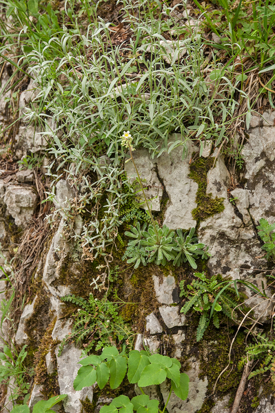 0149-limestone-saxifrage-saxifraga-callosa-met-viltige-hoornbloem