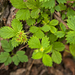 0150-Bastard-Agrimony-Aremonia-agrimonoides