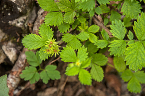 0150-Bastard-Agrimony-Aremonia-agrimonoides